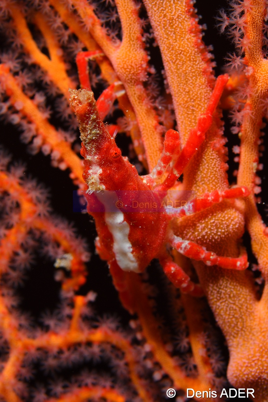 Xenocarcinus conicus Tomia Marimabuk reef-18m-20180526nuit-Denis-ADER-DSC_1031_tn.jpg